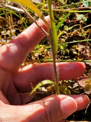 Amphicarpum amphicarpon