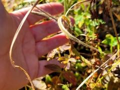 Amphicarpum amphicarpon