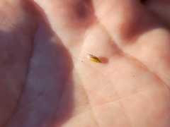 Amphicarpum amphicarpon