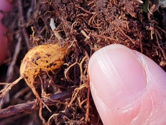 Amphicarpum amphicarpon