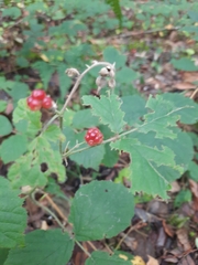Rubus hirtus