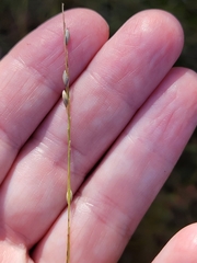 Amphicarpum amphicarpon