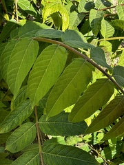 Ailanthus