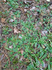 Pilosella officinarum