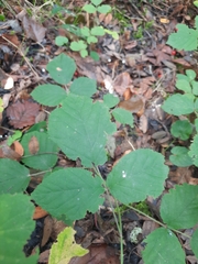 Rubus hirtus