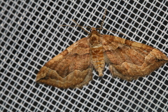 Pelurga comitata