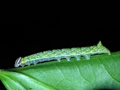 Chadisra bipars