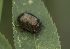 Chrysolina