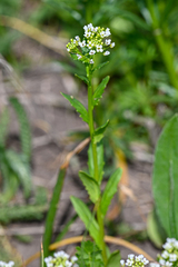 Calepina irregularis