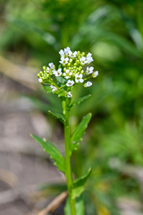 Calepina irregularis