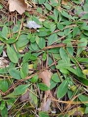 Pilosella officinarum