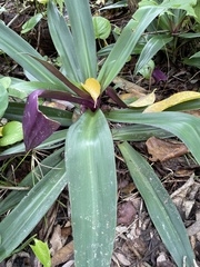 Tradescantia spathacea
