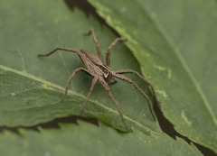 Pisaura mirabilis