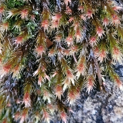 Orthothecium rufescens