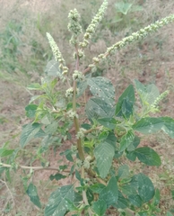 Amaranthus