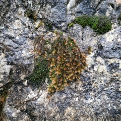 Orthothecium rufescens