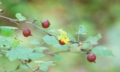 Ribes glandulosum