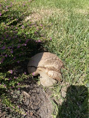 Calvatia craniiformis