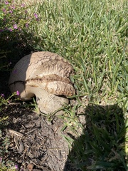 Calvatia craniiformis