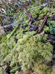 Hylocomium splendens