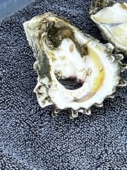 Crassostrea virginica