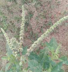 Amaranthus