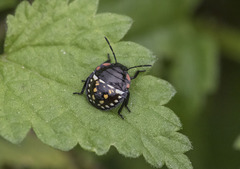 Nezara viridula