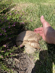 Calvatia craniiformis
