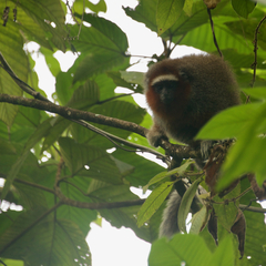 Plecturocebus ornatus