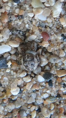 Larinioides patagiatus