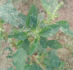 Amaranthus