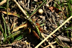 Miramella carinthiaca
