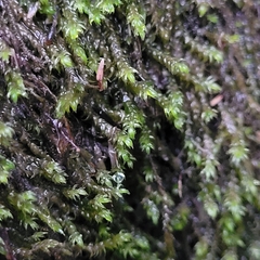 Hygrohypnum luridum
