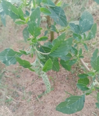 Amaranthus