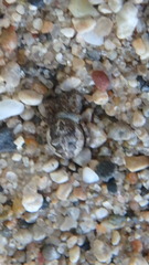 Larinioides patagiatus