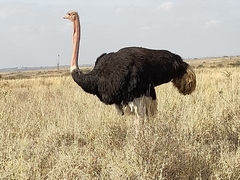 Struthio camelus