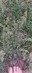 Chenopodium