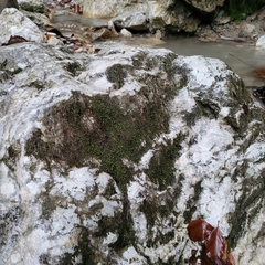 Hygrohypnum luridum