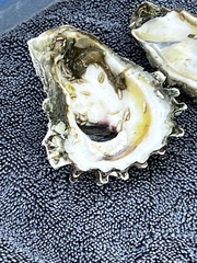 Crassostrea virginica