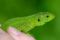 Lacerta agilis brevicaudata