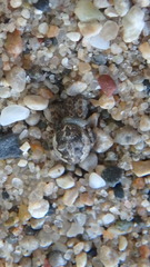 Larinioides patagiatus