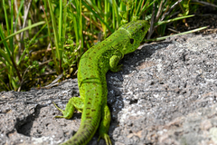 Lacerta agilis brevicaudata