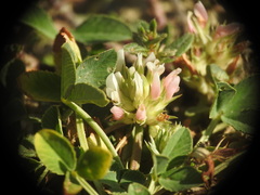 Trifolium thalii
