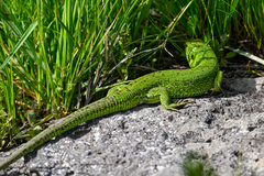 Lacerta agilis brevicaudata