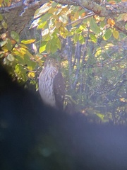 Accipiter cooperii
