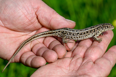 Lacerta agilis brevicaudata
