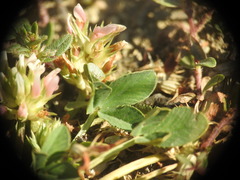 Trifolium thalii