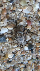 Larinioides patagiatus