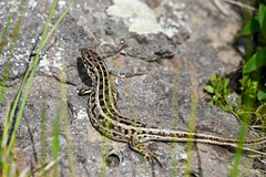 Lacerta agilis brevicaudata