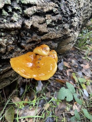 Flammulina velutipes